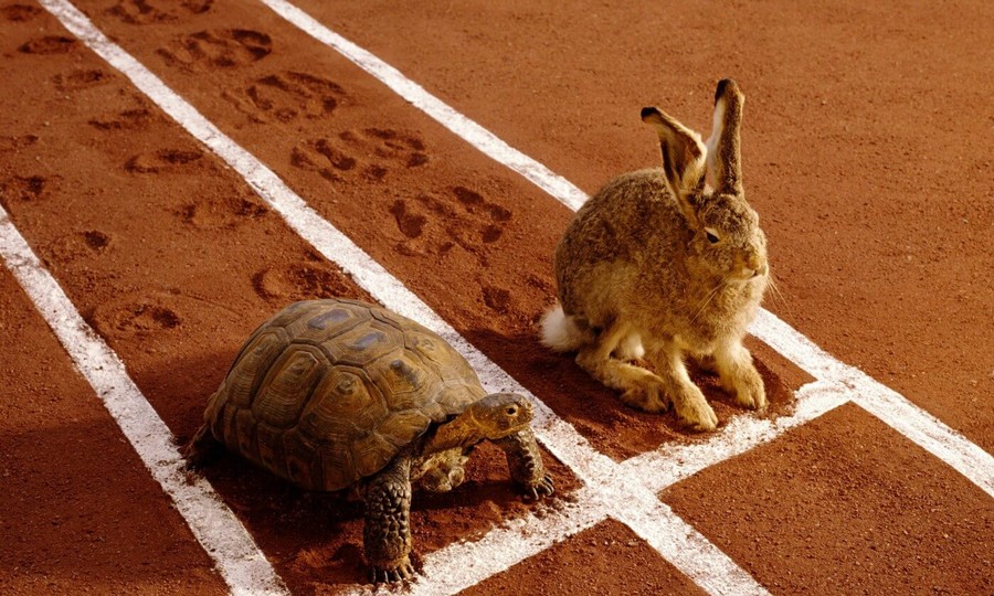 tortoise rabbit race